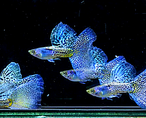 Hochzucht Guppy - Blue Grass
