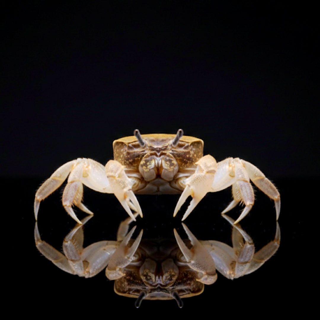 Unterwasserkrabbe „Zwergghost“ (Potamocypoda pugil)