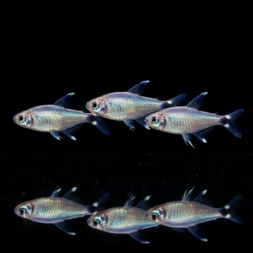 Schilfsalmler – Hyphessobrycon elachys