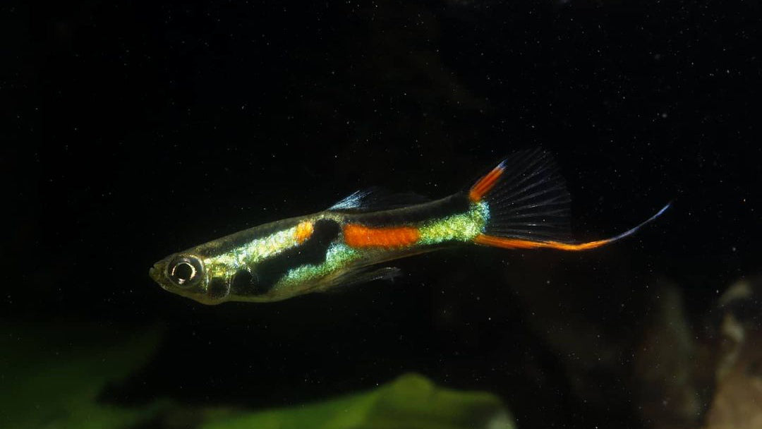 Endler Guppy - Naturform Guppys aus Liebevoller Zucht