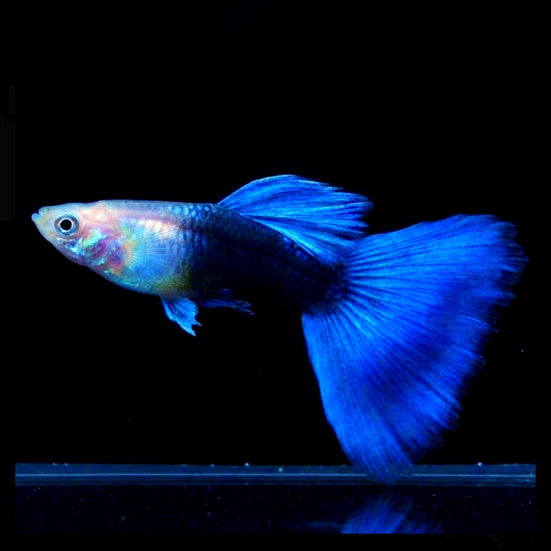Hochzucht Guppy - Blue Tuxedo