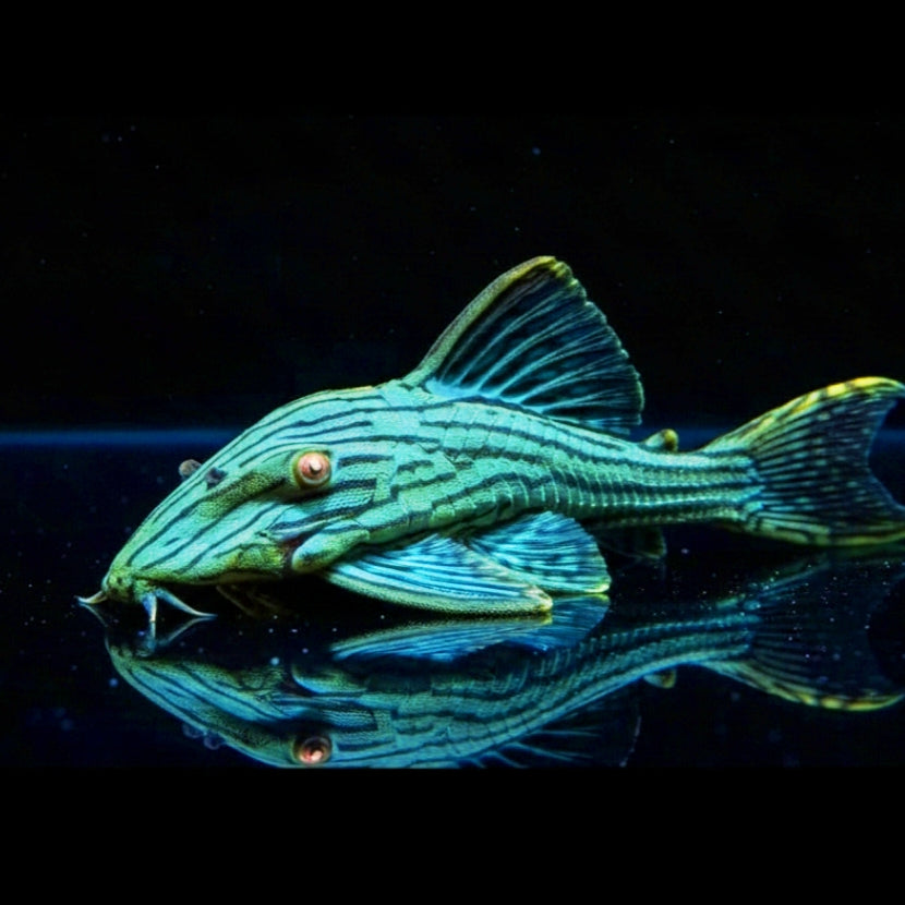 L190 Kaiser-Panaque – Panaque cf. nigrolineatus 👑🪵