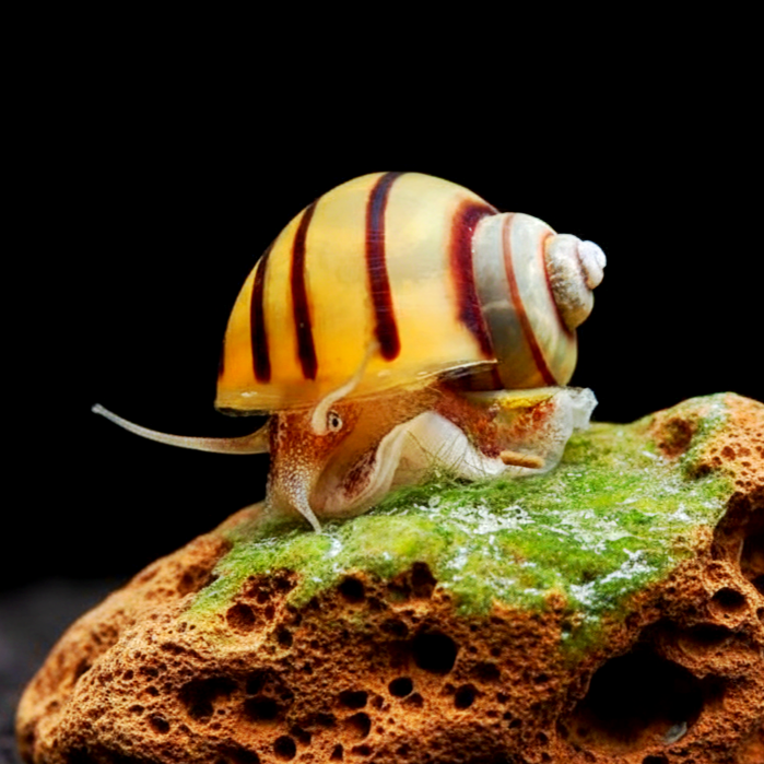 Zebra Apfelschnecke – Asolene spixi 🐌