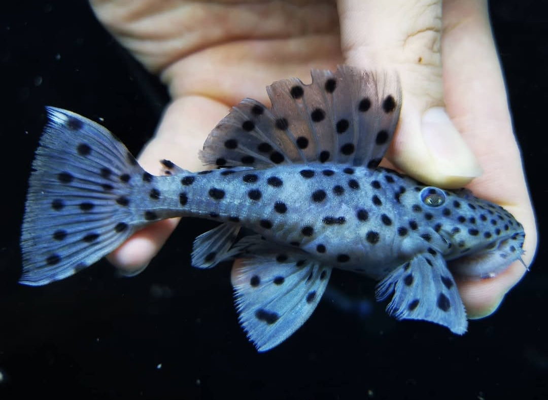 Weißflossen-Kaktuswels – L264 🤍🖤  
(Leporacanthicus joselimai)