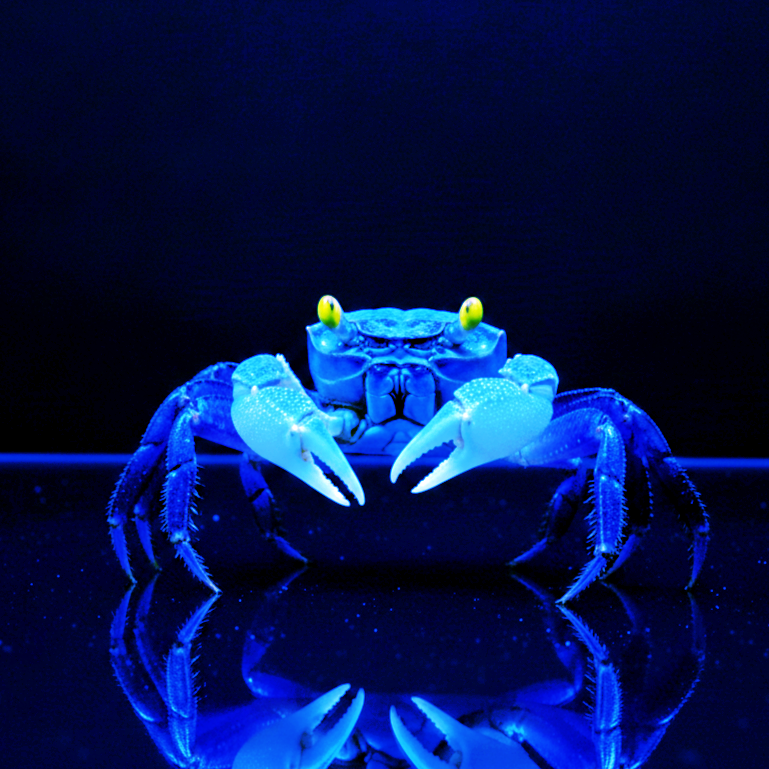 Vampirkrabbe „Blue Dream“