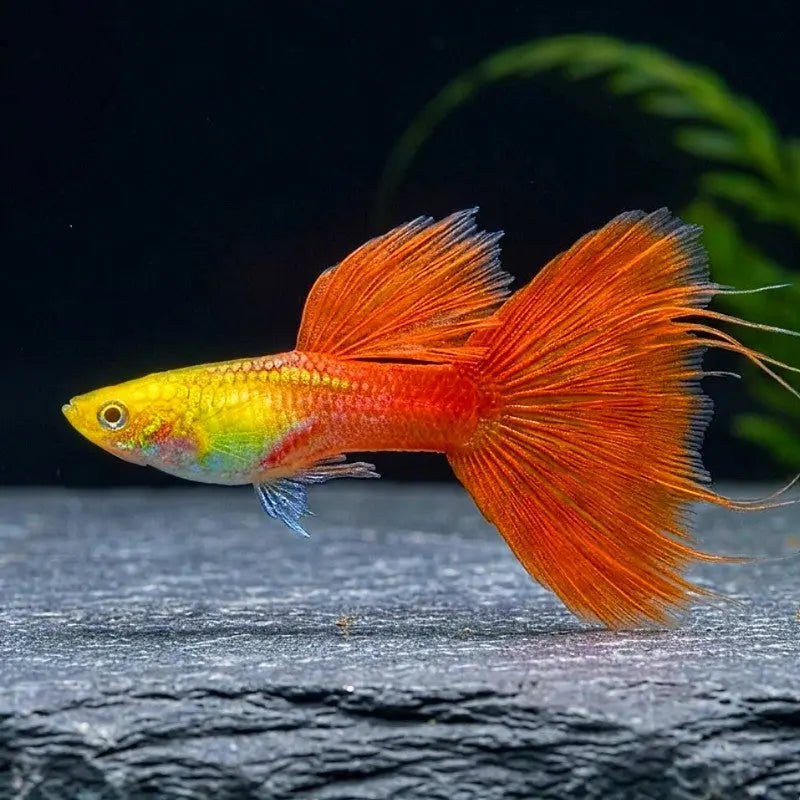 Hochzucht-Guppy - 💙❤️🧡💛 Wundertüte-Mix AquaTimo