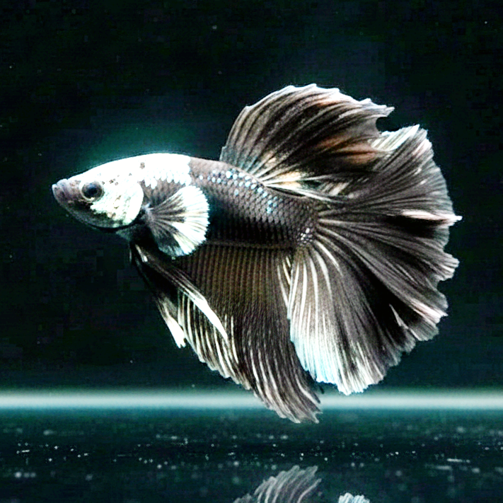 Betta splendens – Halfmoon Black Devil 🐠🖤