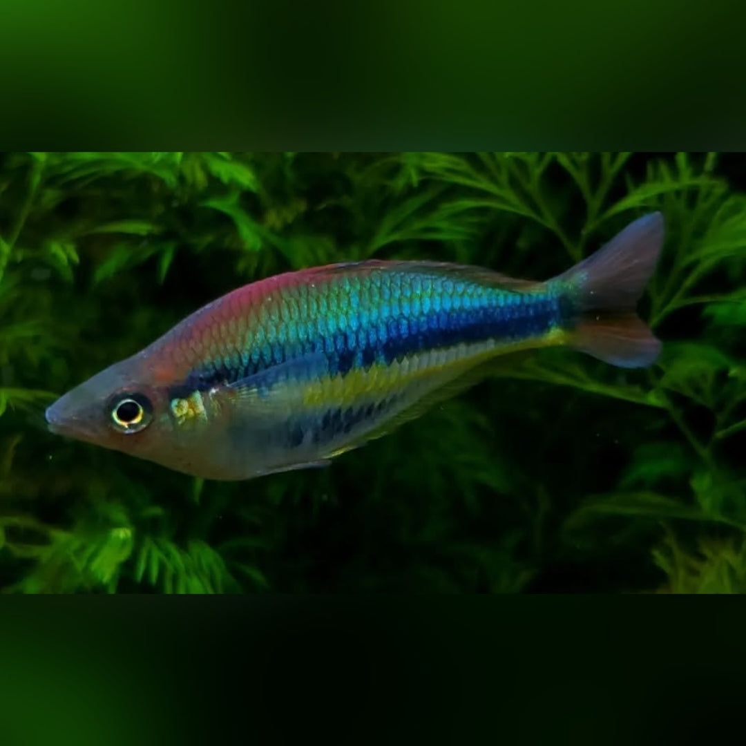 Allens Regenbogenfisch "Siriwo" – Chilatherina alleni "Siriwo" 🌈🐟