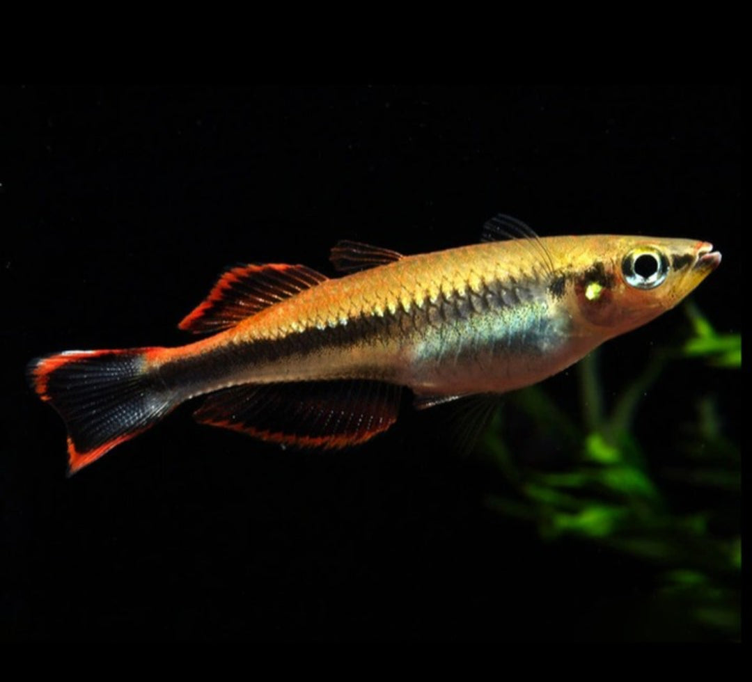 Rotschwanzährenfisch – Bedotia madagascariensis 🐟🔥