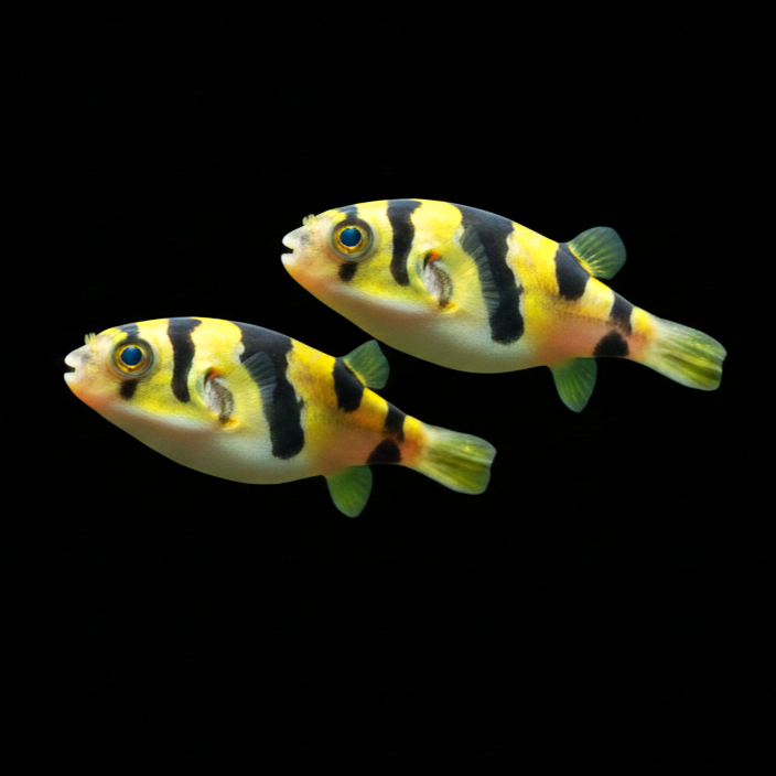 Tetraodon biocellatus - Augenfleck Kugelfisch