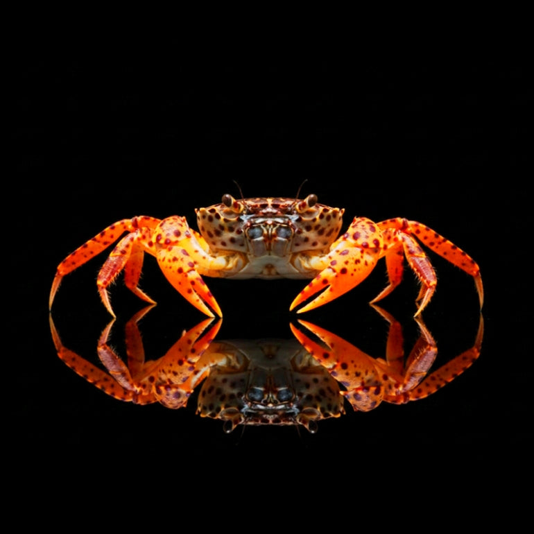 Unterwasserkrabbe „Panther“ (Parathelphusa pantherina)