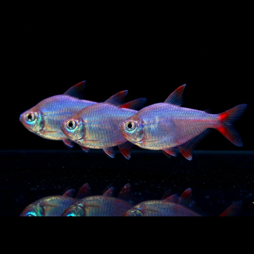 Rot-Blauer Kolumbiensalmler - Hyphessobrycon columbianus (ecuadorensis)