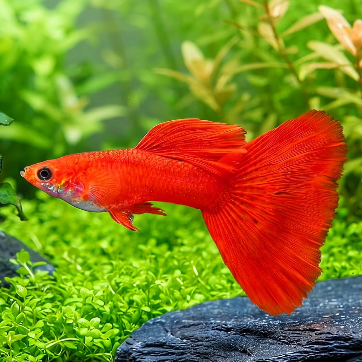 Hochzucht Guppy - ❤️ Full Red