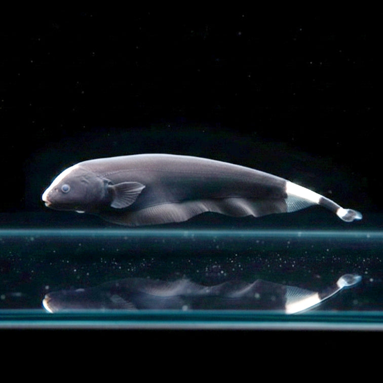 Weißstirn-Messerfisch – Apteronotus albifrons