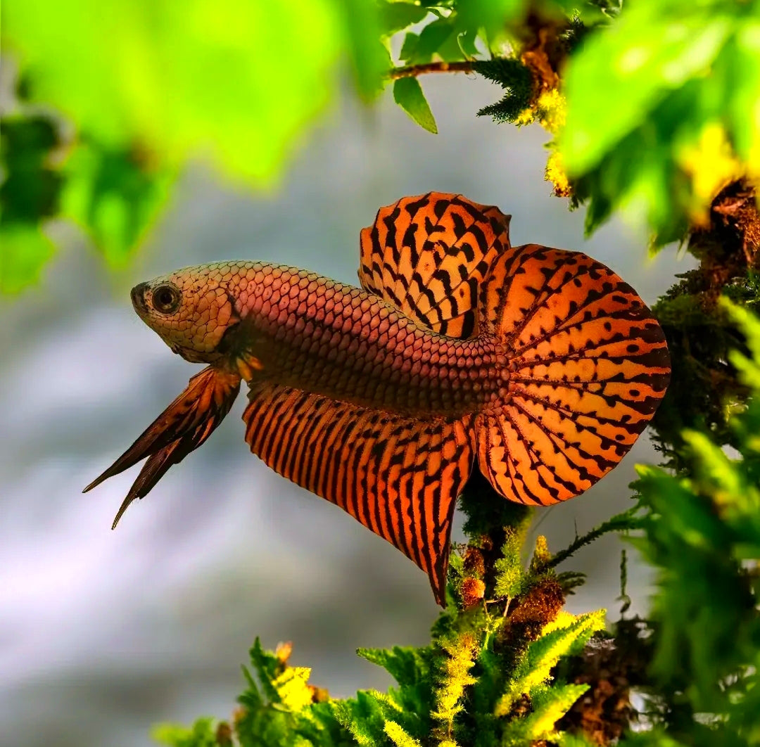 Betta splendens Kampffisch "Alien Red"