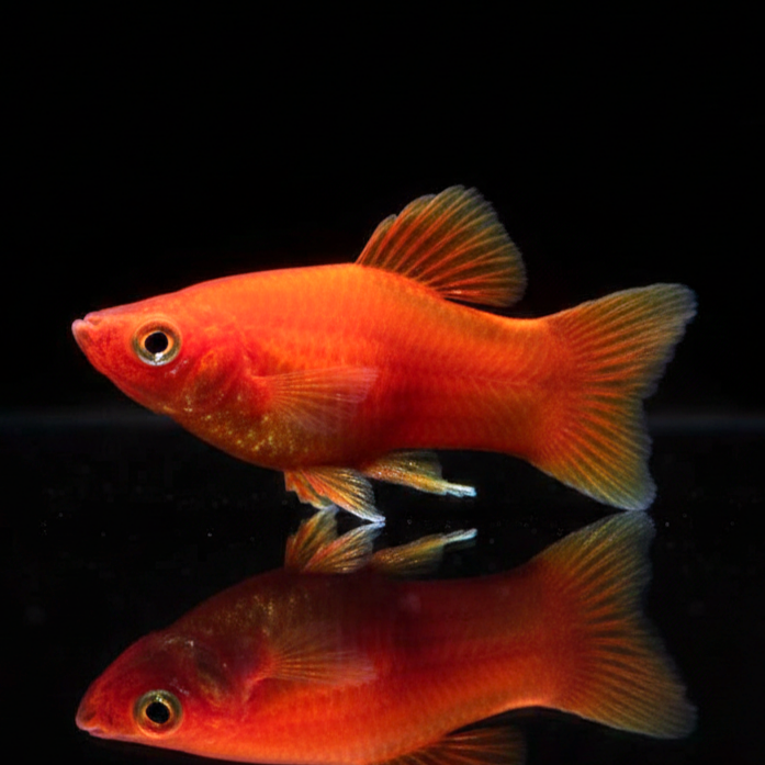Platy Coral Red – Der rote Farbklecks für dein Aquarium