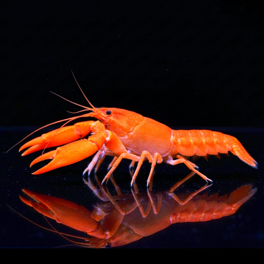 Cherax snowden "Irianto Red" - Sunshine Aprikosenkrebs