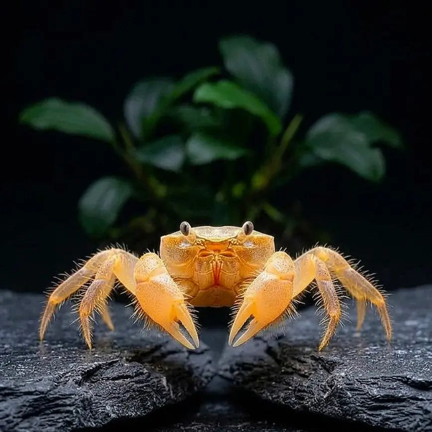 Microkrabbe – Limnopilos naiyanetri 🦀🌿 AquaTimo