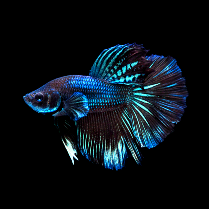 Kampffisch Betta splendens – Halfmoon Orchid