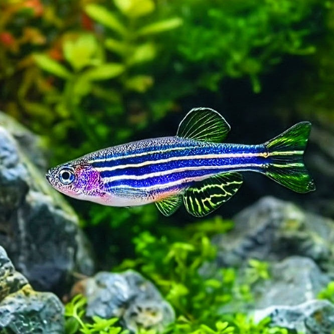 Zebrabärbling – Brachydanio rerio (Danio rerio) 🐟⚡