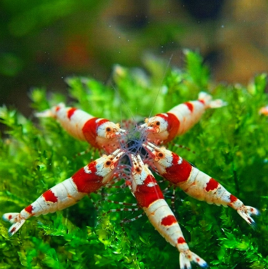 Caridina logemanni - Zwerggarnele ❤️🤍 "Kristal Red" K2-K4