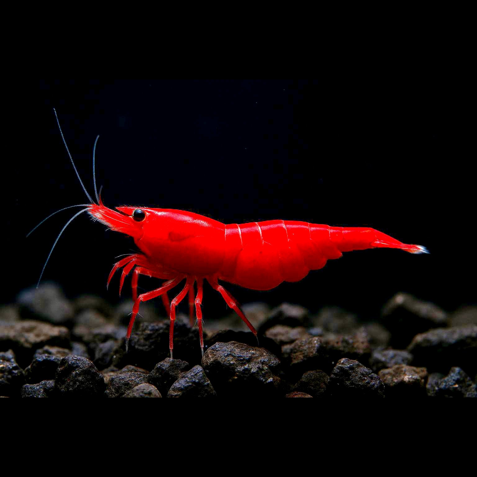 Neocaridina davidi - Bloody Mary Garnelen