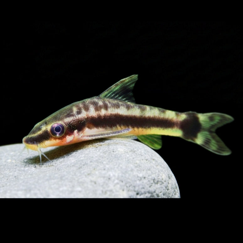 Ohrgitter-Harnischwels – Otocinclus affinis 🍃🐟