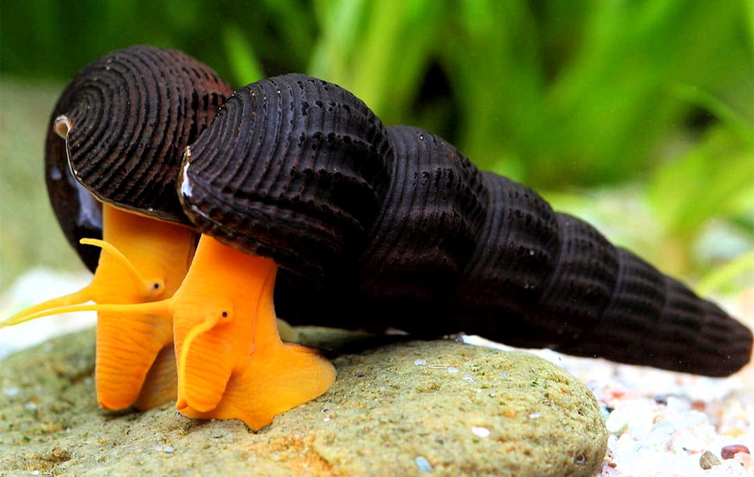 Orangene Felsenschnecke - Orange Tylomelania