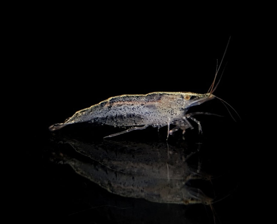 Caridina multidentata - Amanogarnele