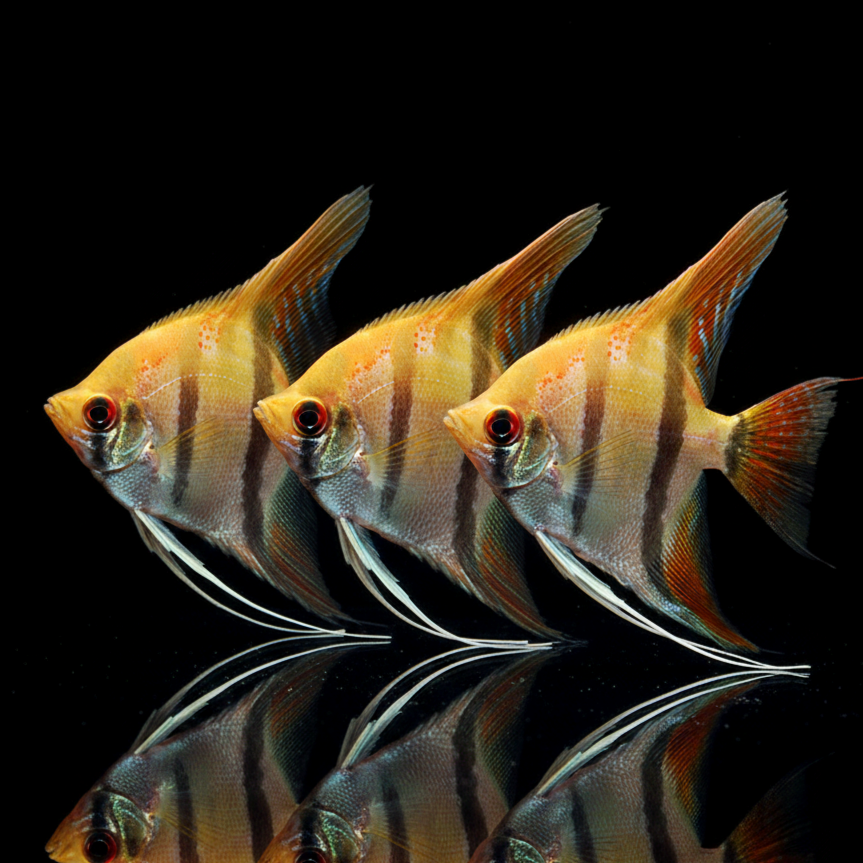 Skalar „Gold“  
Pterophyllum scalare GOLD ✨🐠