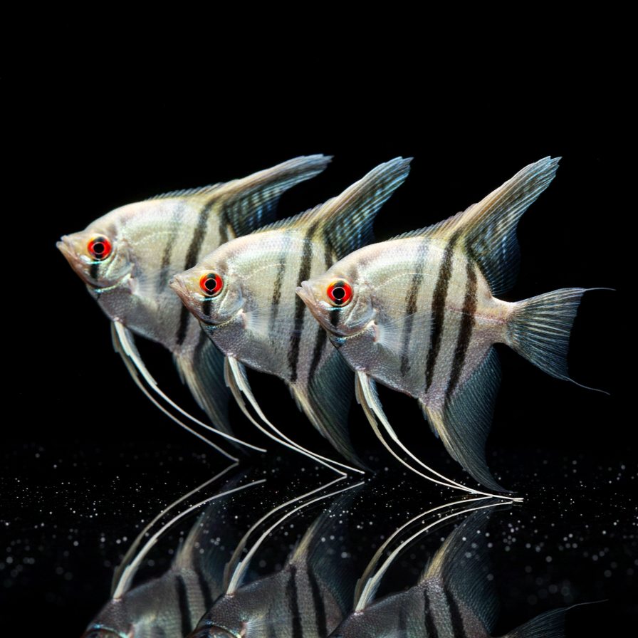 Skalar „Zebra“  

Pterophyllum scalare ZEBRA 🦓