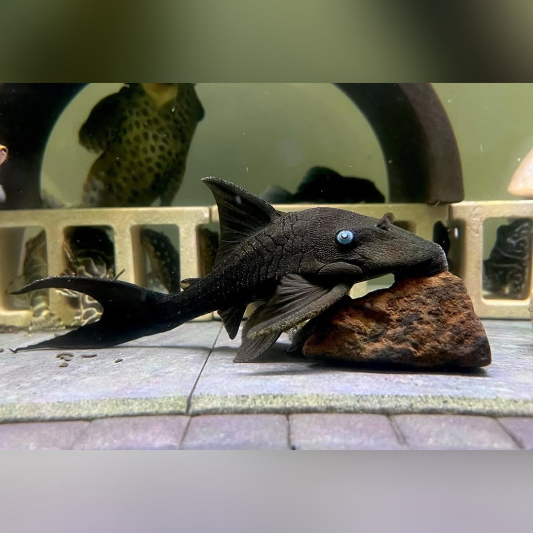 Blauaugen-Harnischwels – Panaque suttoni (Panaque suttonorum) 💙🐟  ca. 14-18 cm