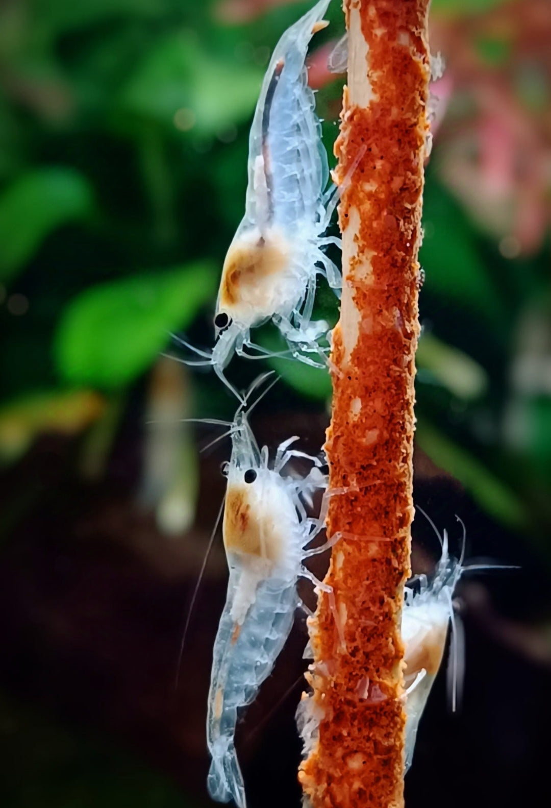 White Pearl Garnelen - Neocaridina