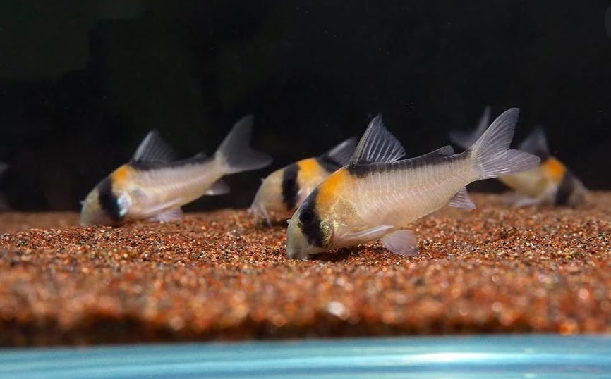 Goldstirnpanzerwels – Corydoras adolfoi 🧡🐟