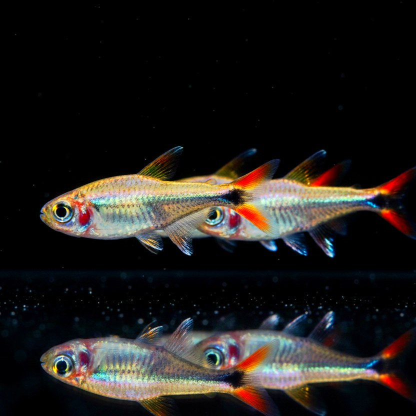Sonnensalmler – Hyphessobrycon eos