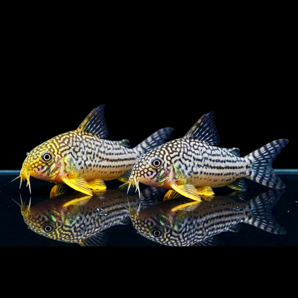 Corydoras sterbai hoplisoma - Orangeflossen Panzerwels