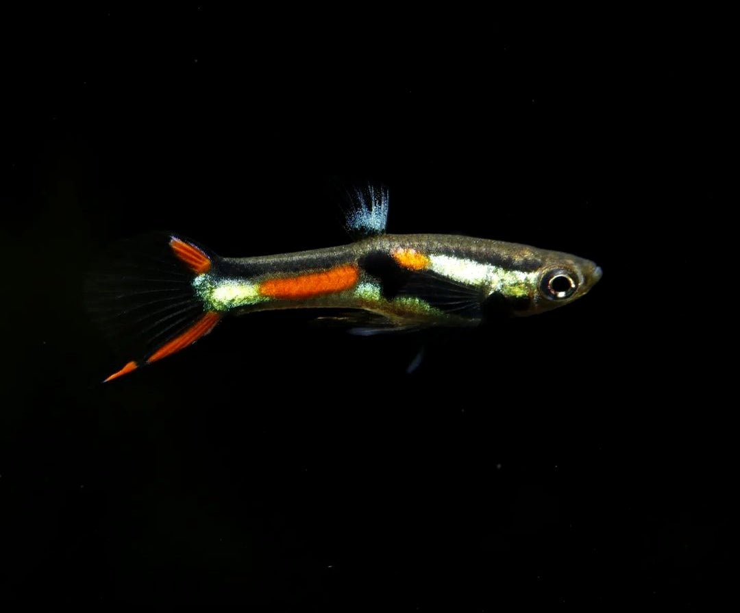 Endler Guppy - Naturform Guppys aus Liebevoller Zucht