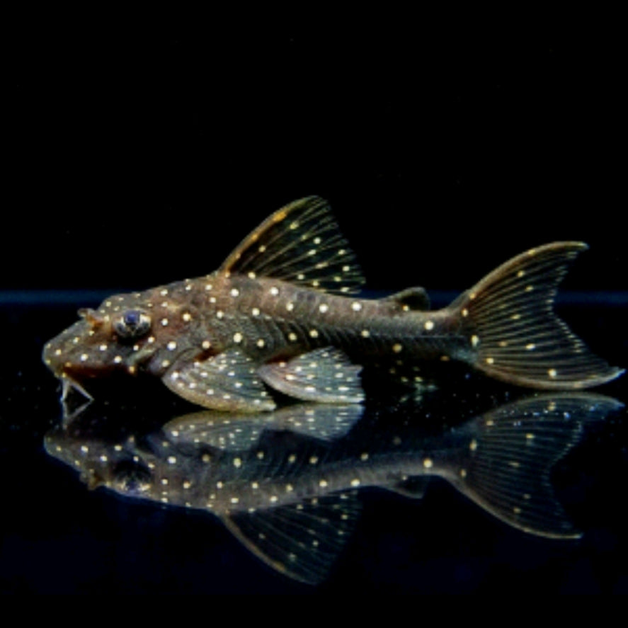 Rio Tocantins-Engelsharnischwels – Hypancistrus spec. L004