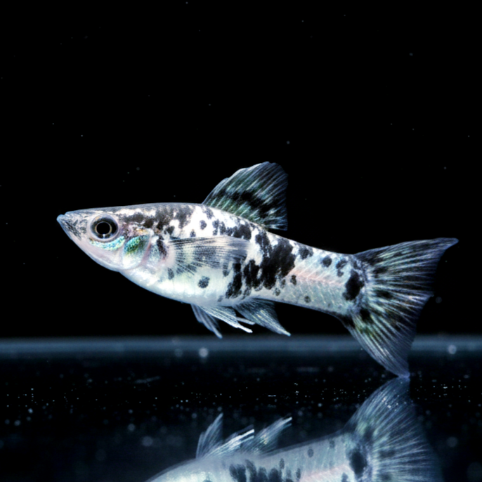 Molly Dalmatinermolly – Schwarz-weißes Farbspiel mit Charakter