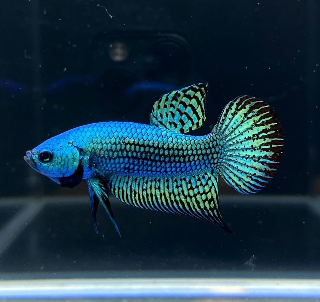 Betta splendens "Alien Blue" –  Zuchtkampffisch mit metallisch blauer Färbung Kampffisch