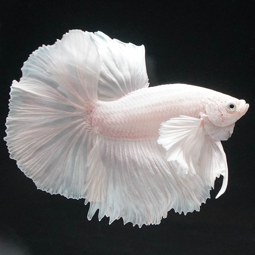 Betta splendens "Halfmoon Full White" – Eleganter Kampffisch in reinem Weiß