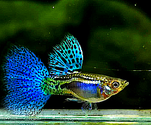 Hochzucht Guppy - Blue Grass
