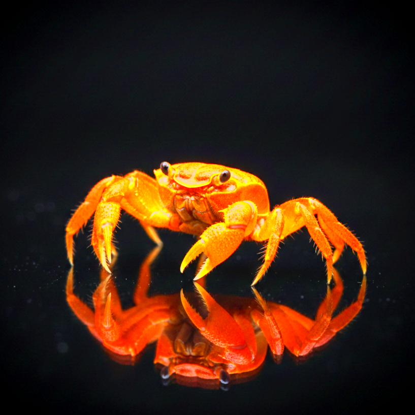 Vampirkrabbe "Super Orange*