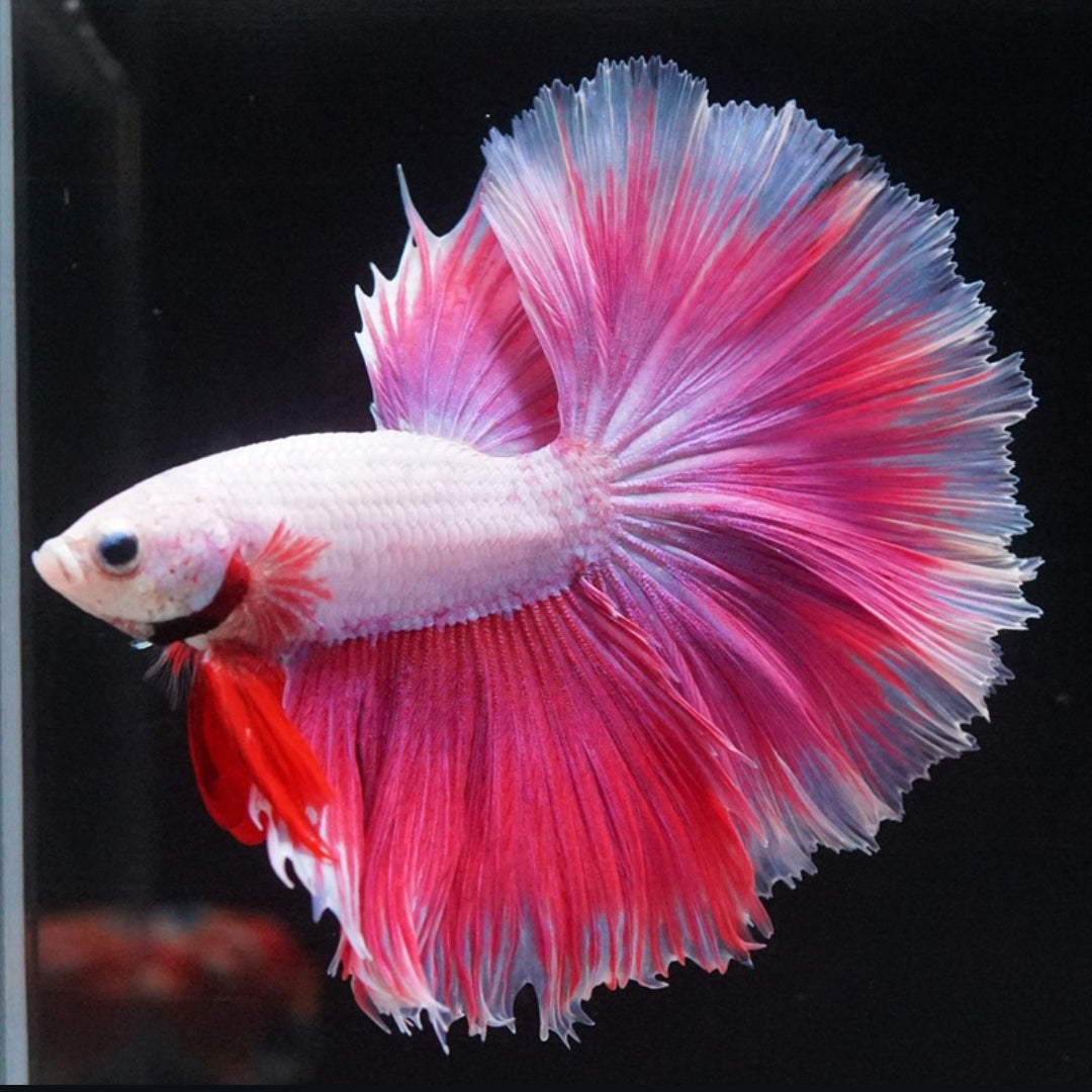 Betta splendens "Halfmoon Purple" – Farbenfroher Kampffisch mit spektakulärer Färbung