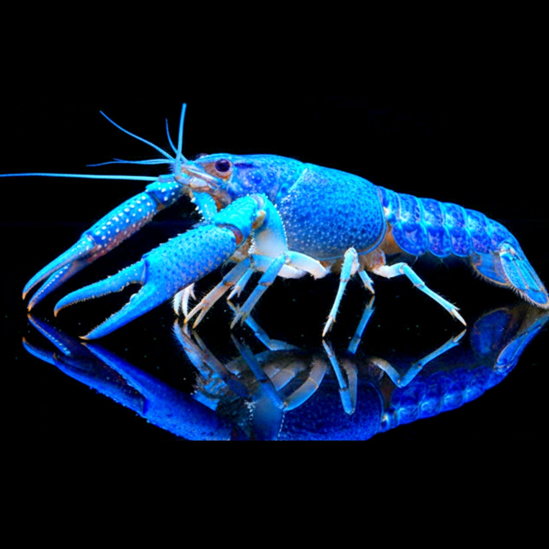Procambarus alleni - Blauer Floridakrebs