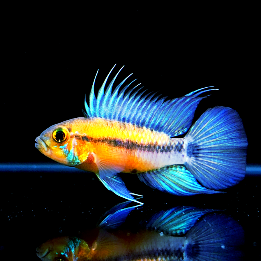 Apistogramma atahualpa – Der Gelbkehl-Zwergbuntbarsch mit Charakter