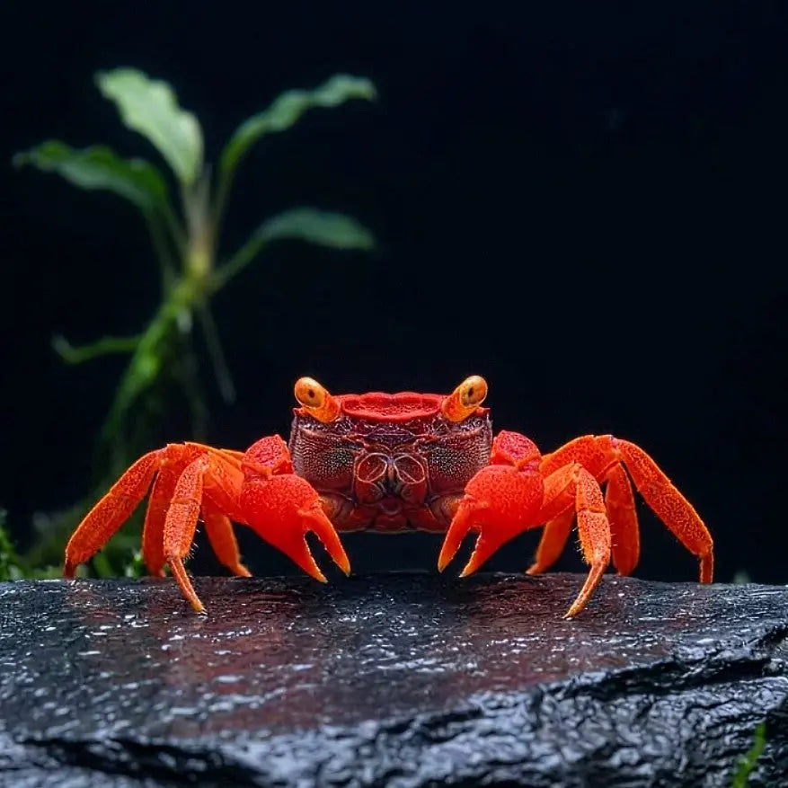 Vampirkrabbe „Tomato“ AquaTimo