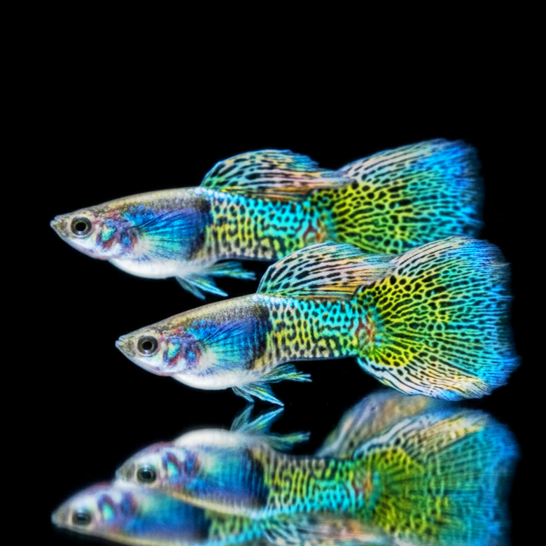 Hochzucht Guppy - Green Grass