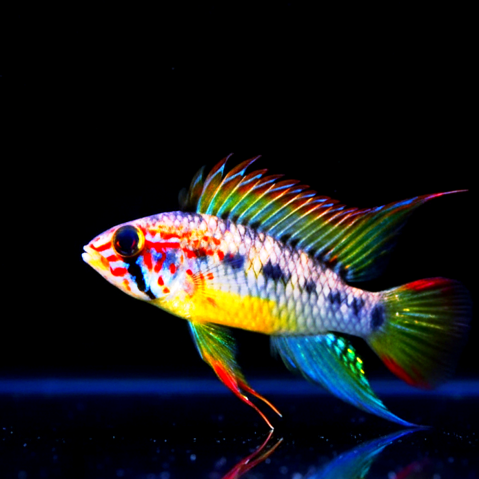 Apistogramma cf. hongsloi