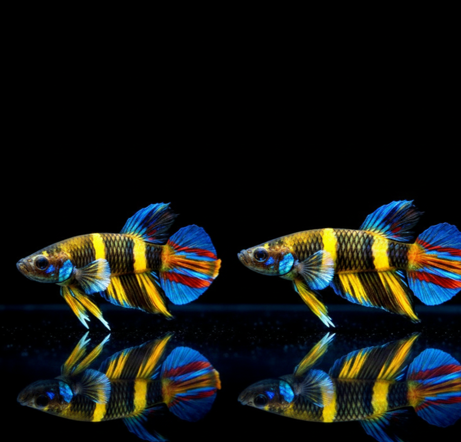 Ringelhechtling – Epiplatys annulatus